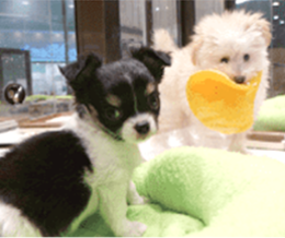 ペットのいるご家庭